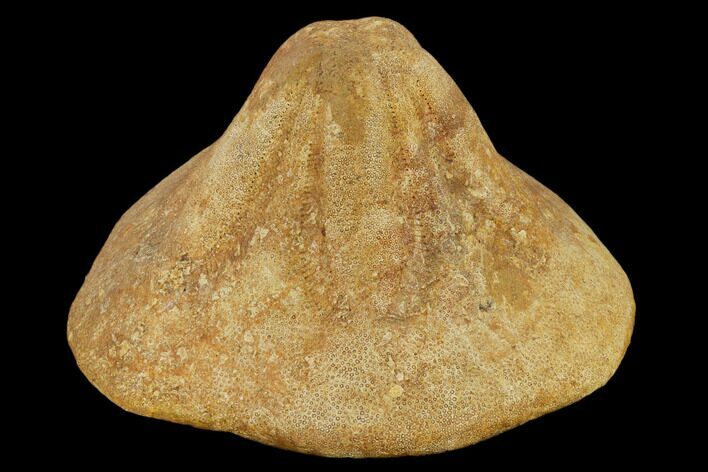 Miocene Fossil Echinoid (Clypeaster) - Taza, Morocco #114601